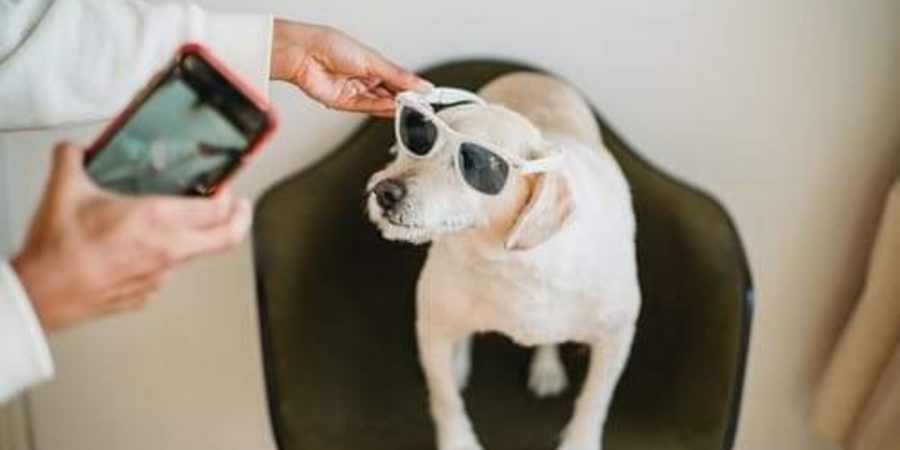 Assorted popular dog breeds in New York City’s urban landscape